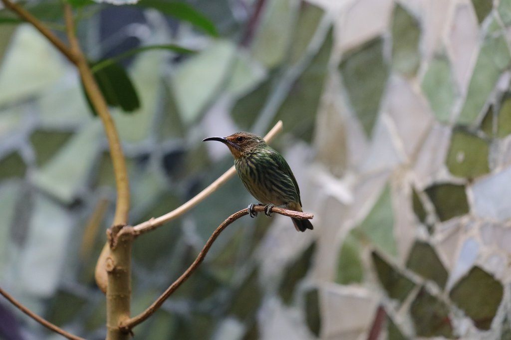 574B3719.JPG -  Purple honeycreeper  ( Gelbfuß-Honigsauger )