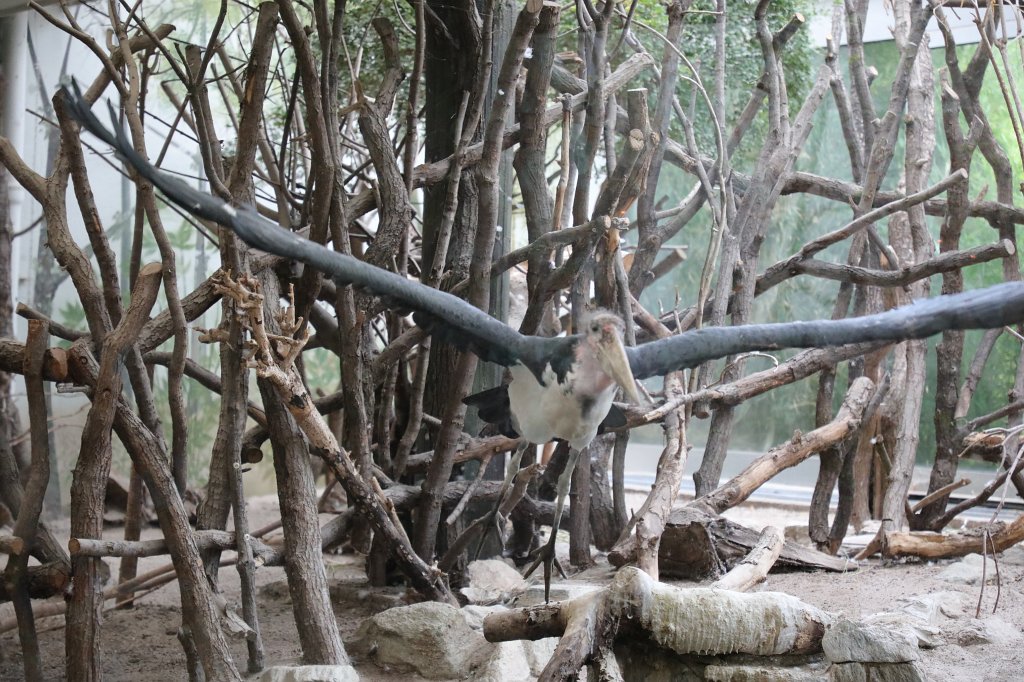 574B3761.JPG -  Marabou stork  ( Marabu )