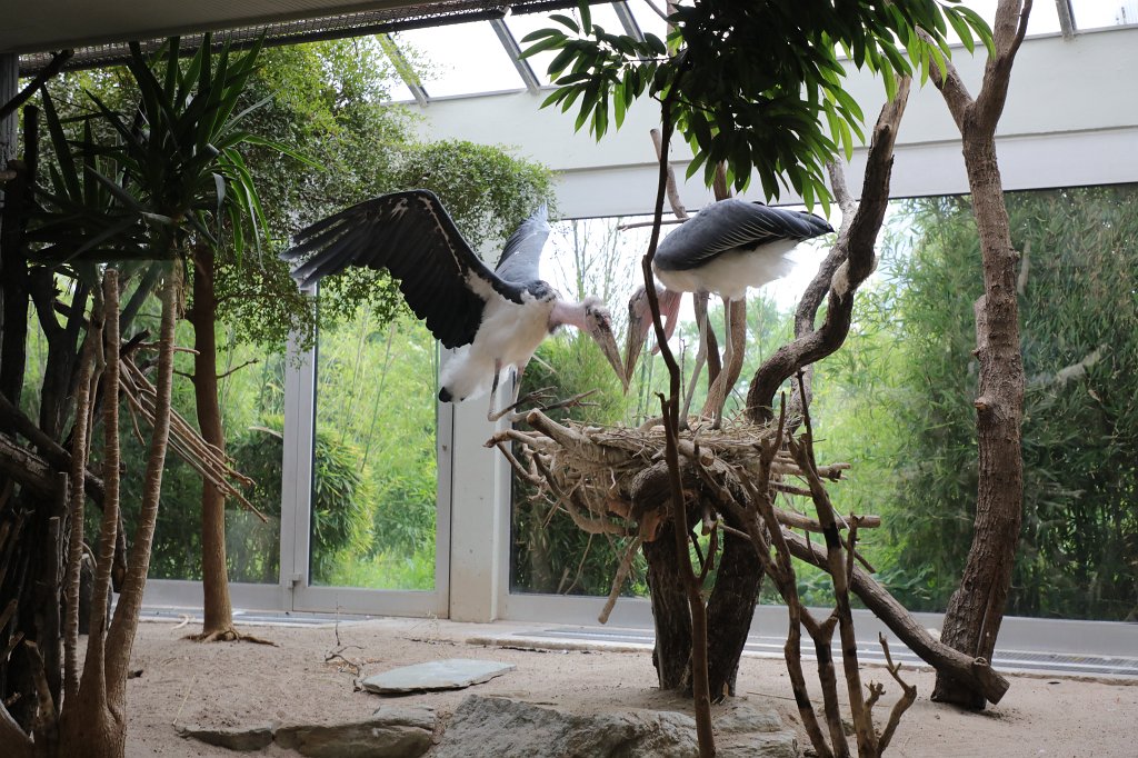 574B3768.JPG -  Marabou stork  ( Marabu )