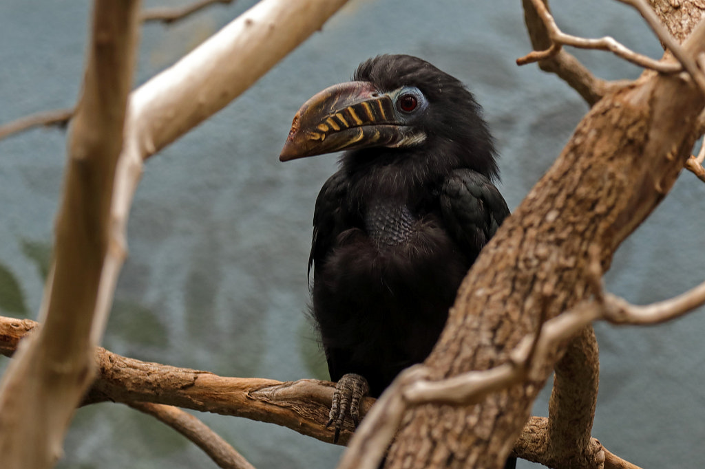574B3776_c.jpg -  Visayan hornbill  ( Tariktik-Hornvogel )