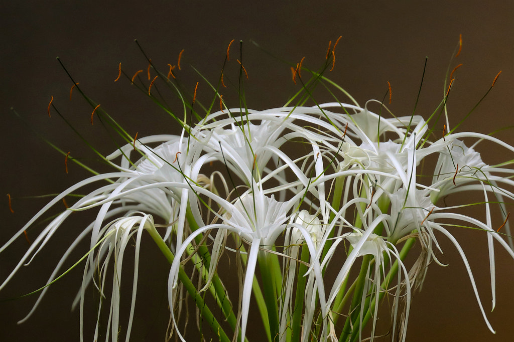 574B3783_c1.jpg -  Hymenocallis  ( Schönhäutchen )