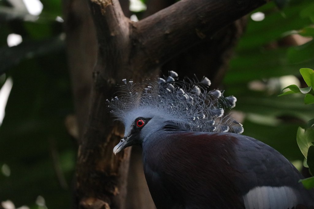574B3798.JPG -  Victoria crowned pigeon  ( Fächertaube )
