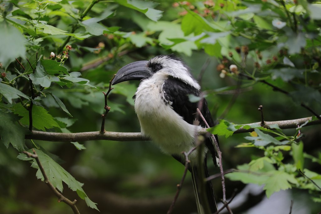 574B3805.JPG -  Visayan hornbill  ( Tariktik-Hornvogel )