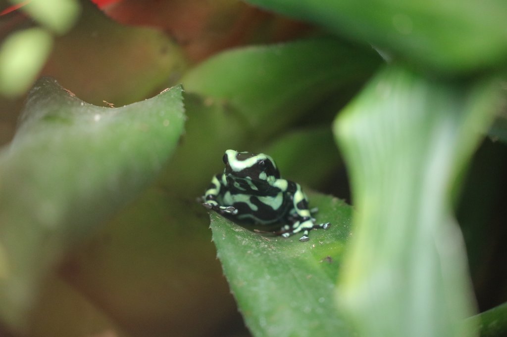574B3859.JPG -  Green and black poison dart frog  ( Goldbaumsteiger )