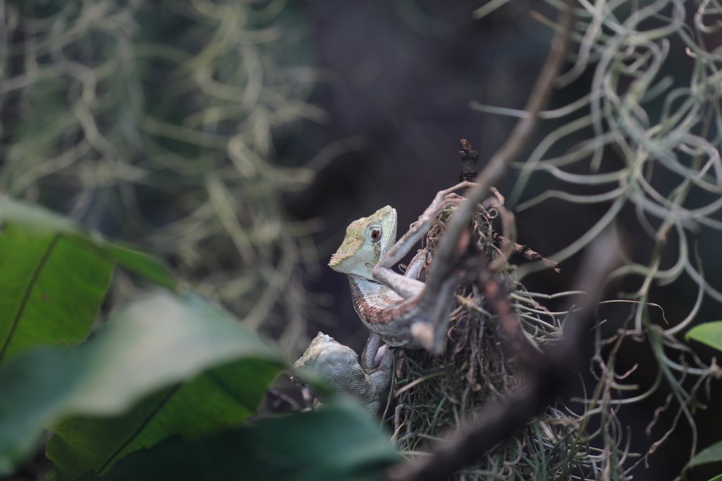 574B3863.JPG -  Laemanctus  ( Kronenbasilisk )