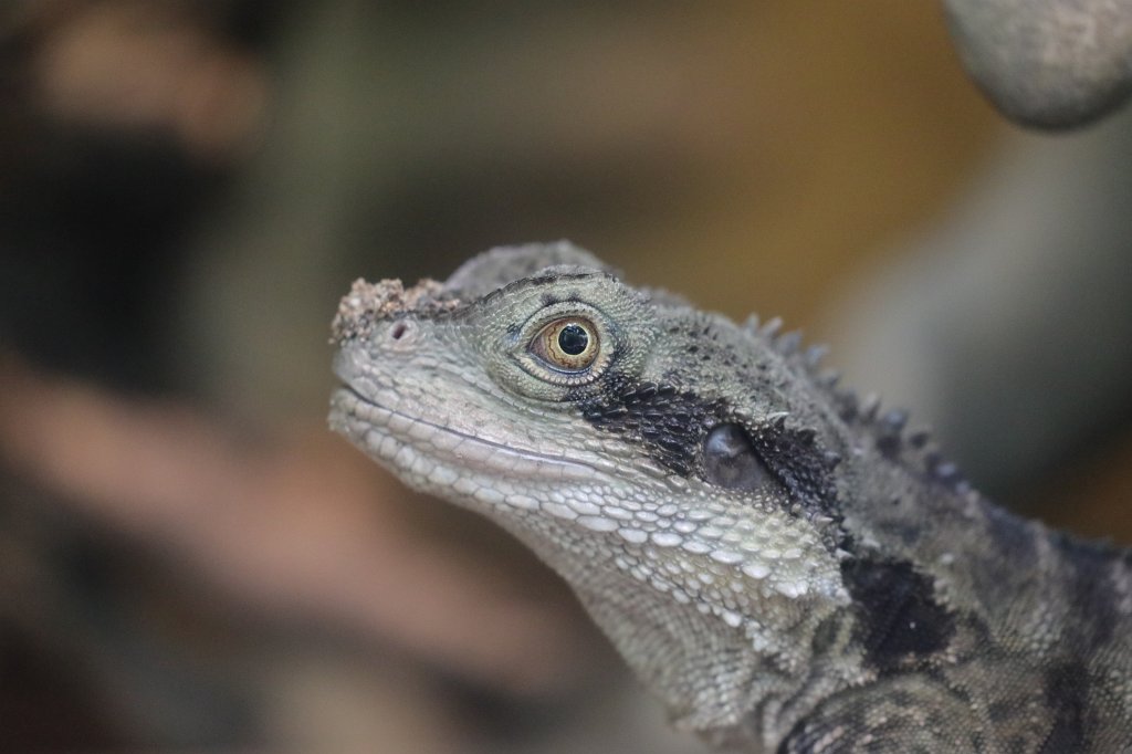 574B3873.JPG - Lizard