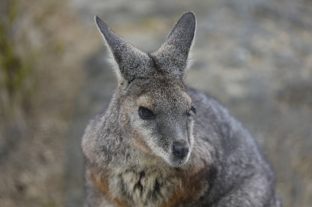 574B3877.JPG -  Tammar wallaby  ( Derbywallaby )