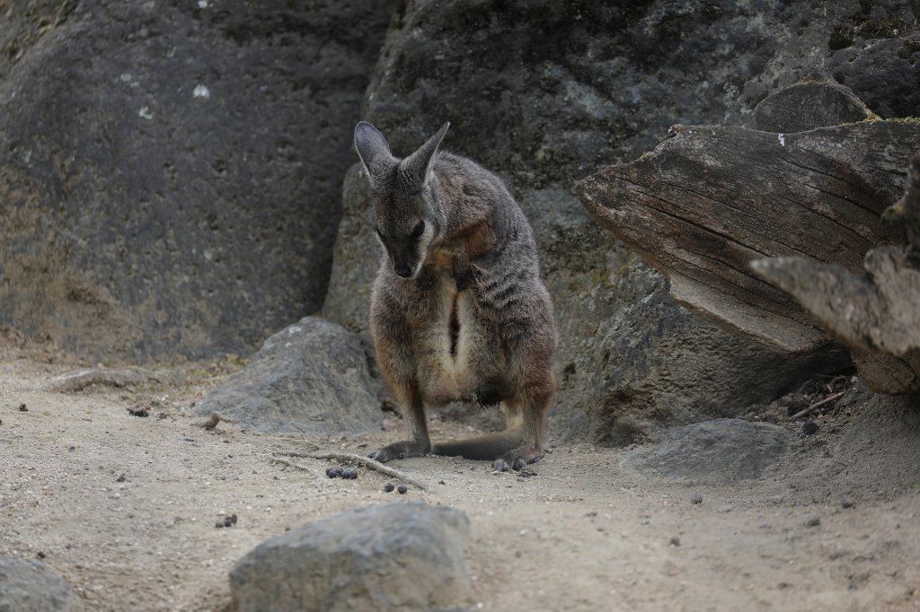 574B3882.JPG -  Tammar wallaby  ( Derbywallaby )