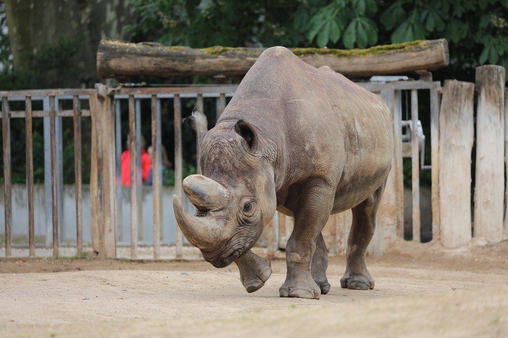 574B3894.JPG -  Black rhinoceros  ( Spitzmaulnashorn )