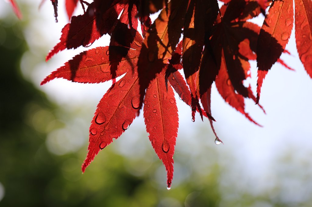 574B4460.JPG -  Acer japonicum  leaves (Blätter des  Japanischen Ahorns )
