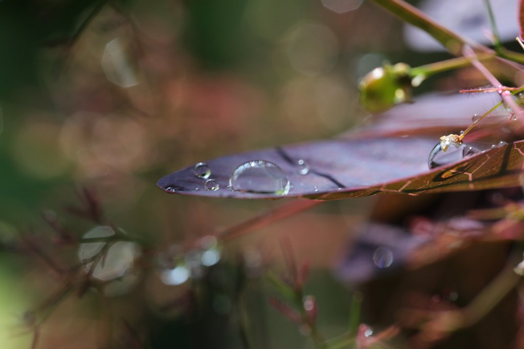 574B4464.JPG - Drops on read leaf