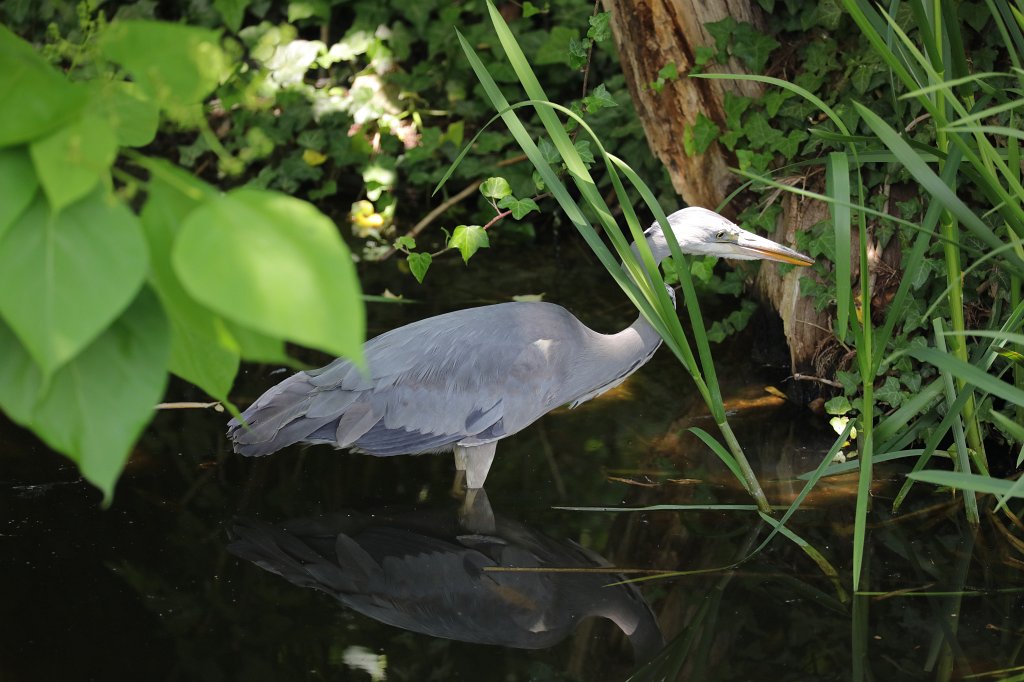 574B4497.JPG -  Grey heron  ( Graureiher )
