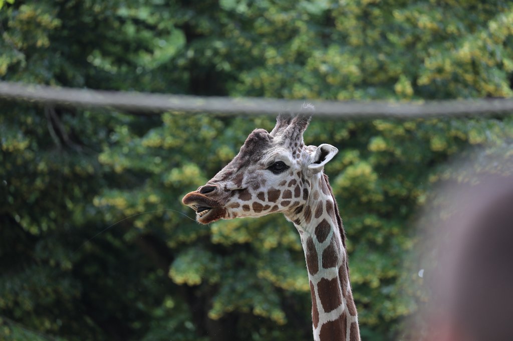 574B4504.JPG -  Reticulated giraffe  ( Netzgiraffe )
