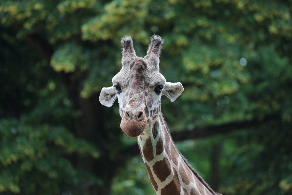 574B4508.JPG -  Reticulated giraffe  ( Netzgiraffe )