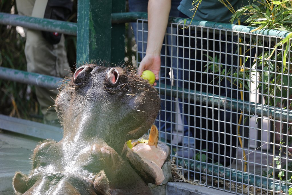 574B4538.JPG -  Hippopotamus  ( Flusspferd )