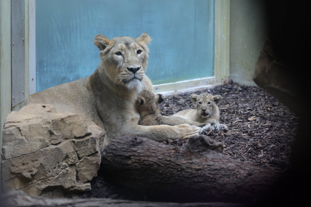 574B4548.JPG -  Asiatic lion  ( Asiatischer Löwe )