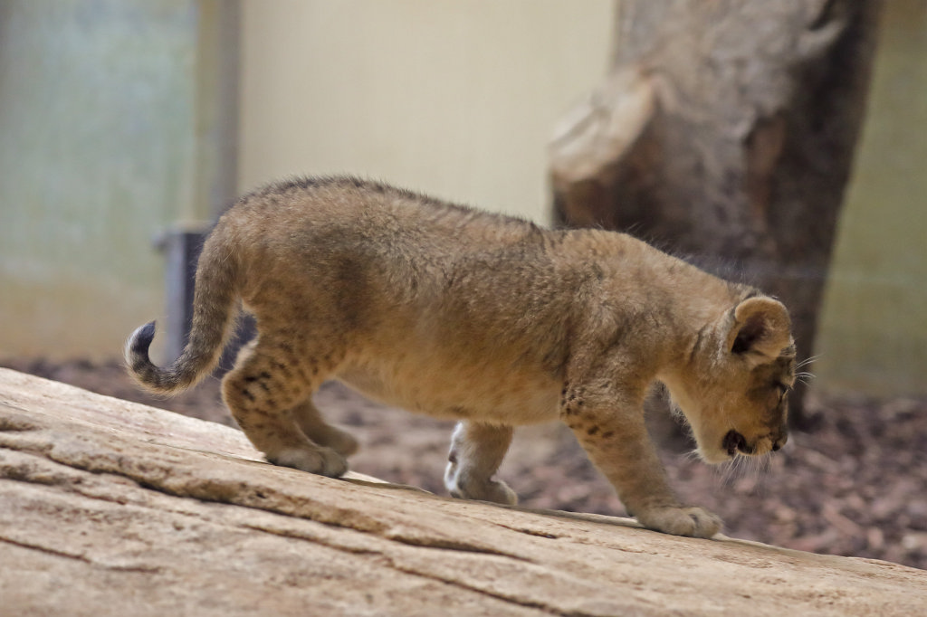 574B4557_c.jpg -  Asiatic lion  ( Asiatischer Löwe )