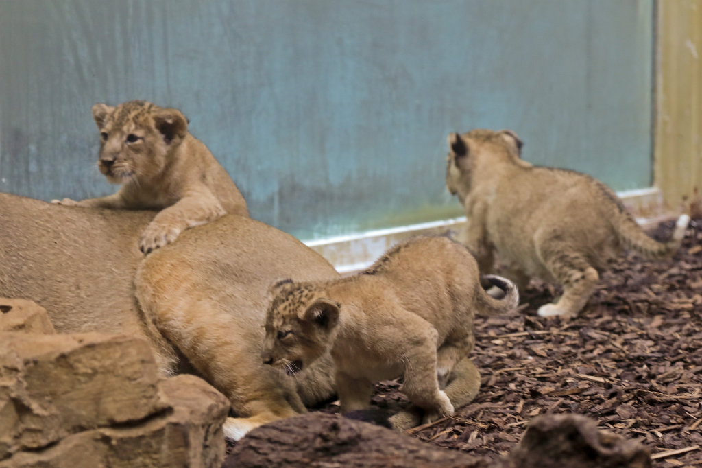 574B4583_c.jpg -  Asiatic lion  ( Asiatischer Löwe )
