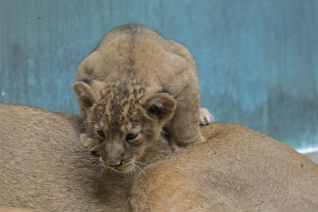 574B4588_c.jpg -  Asiatic lion  ( Asiatischer Löwe )
