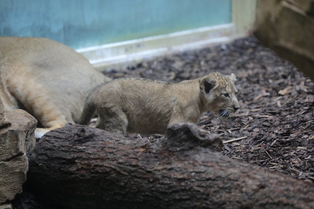 574B4591.JPG -  Asiatic lion  ( Asiatischer Löwe )