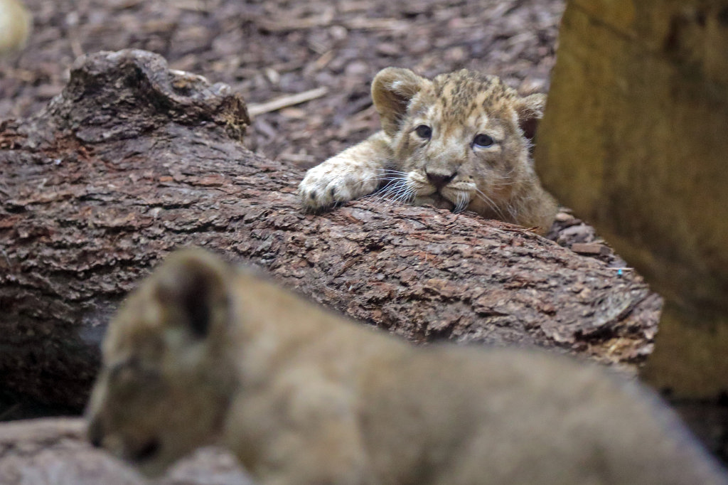 574B4602_c.jpg -  Asiatic lion  ( Asiatischer Löwe )