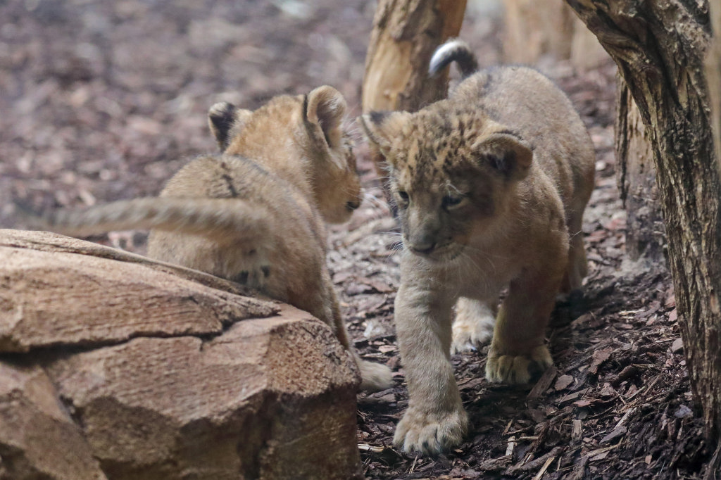 574B4612_c.jpg -  Asiatic lion  ( Asiatischer Löwe )