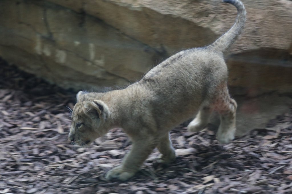 574B4614.JPG -  Asiatic lion  ( Asiatischer Löwe )