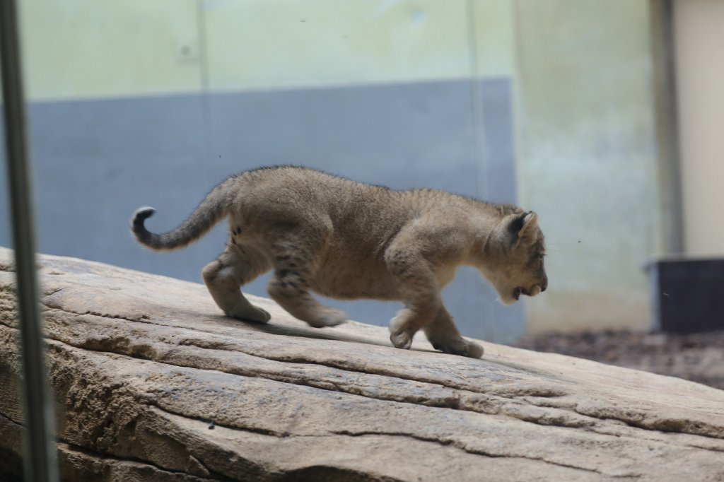 574B4617.JPG -  Asiatic lion  ( Asiatischer Löwe )
