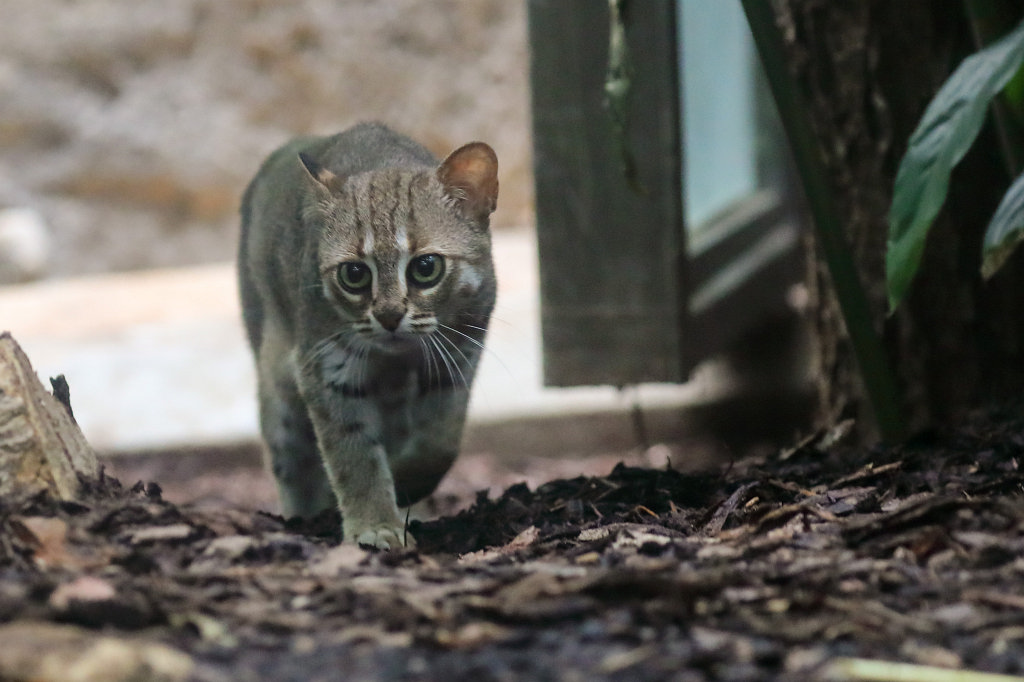 574B4625_c.jpg -  Rusty-spotted cat  ( Rostkatze )