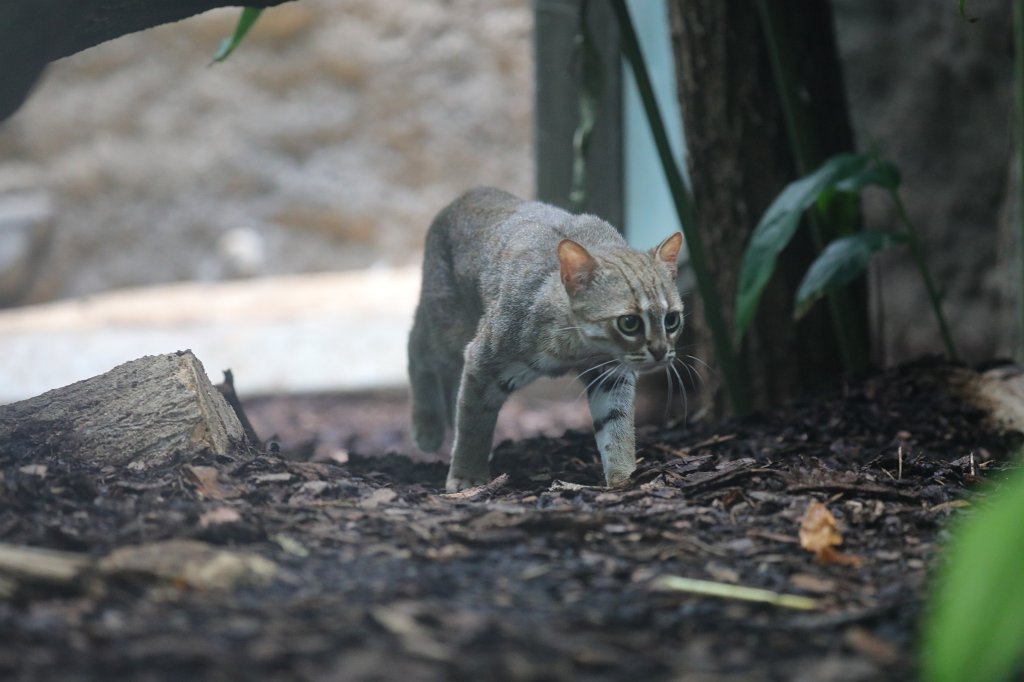 574B4632.JPG -  Rusty-spotted cat  ( Rostkatze )