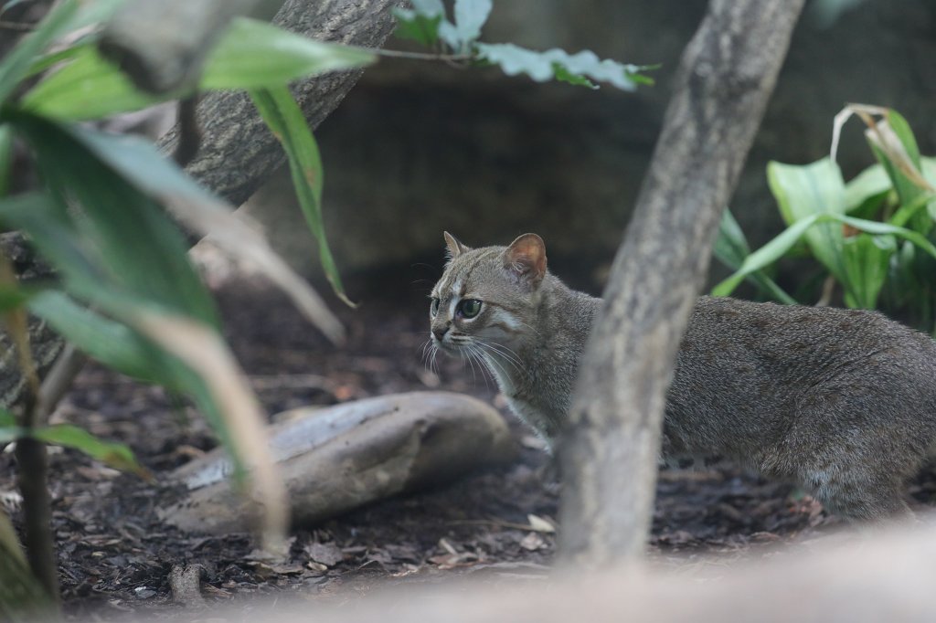 574B4644.JPG -  Rusty-spotted cat  ( Rostkatze )