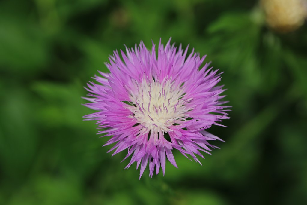 574B4681.JPG - Flower