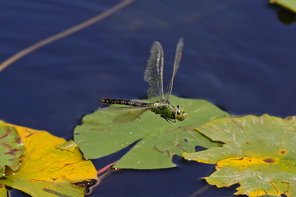 574B4720_c.jpg - Female  southern hawker  in flight (Weibliche  blaugrüne Mosaikjungfer  im Flug)