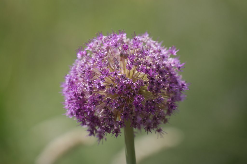 574B4747.JPG -  Allium  ( Lauch )