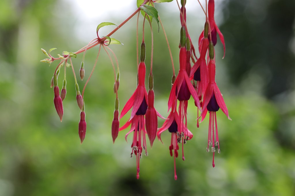 574B4761.JPG -  Fuchsia  ( Fuchsien )