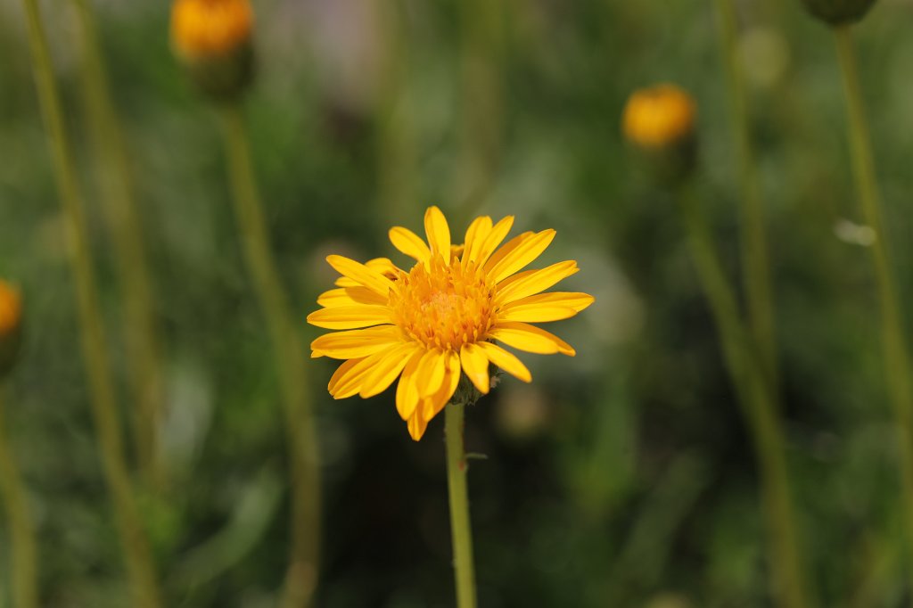574B4774.JPG - Flower in the  Palmengarten   Frankfurt 