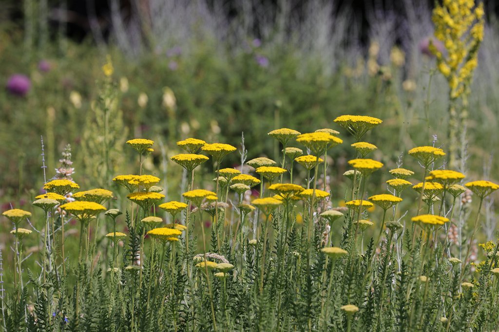 574B4780.JPG - Gelb beschirmt