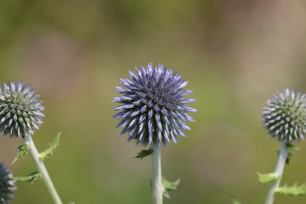 574B4781.JPG -  Allium  ( Lauch )