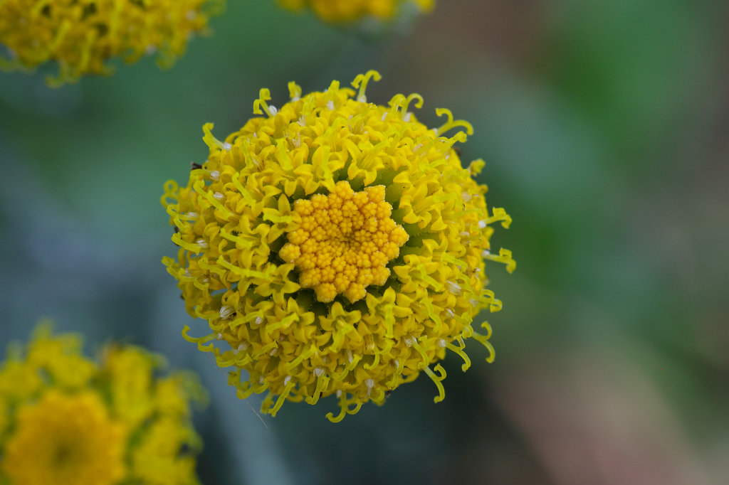 574B4782_c.jpg - Flower in the  Palmengarten   Frankfurt 