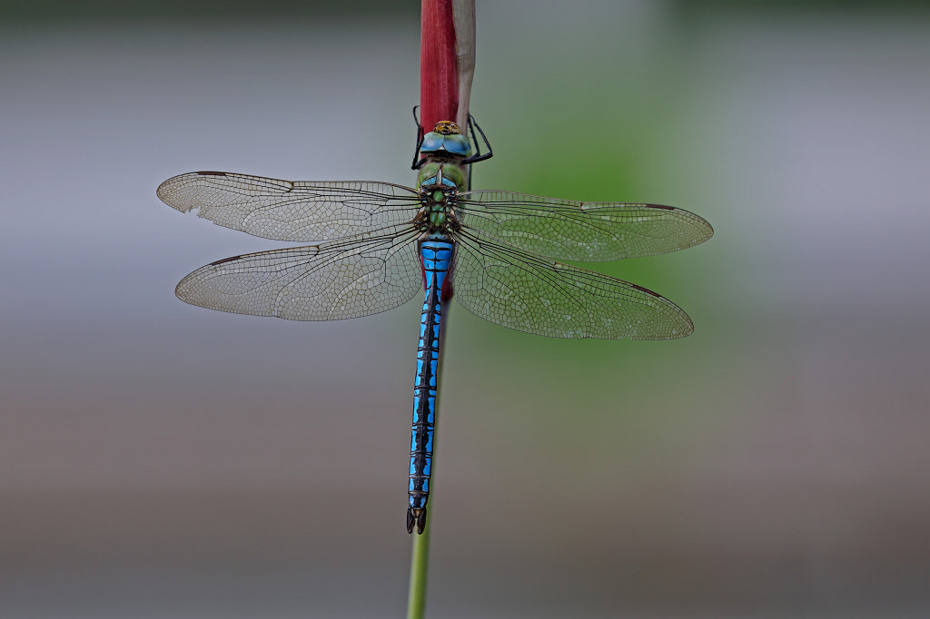 574B4811_c.jpg - Male  southern hawker  (Männliche  blaugrüne Mosaikjungfer )