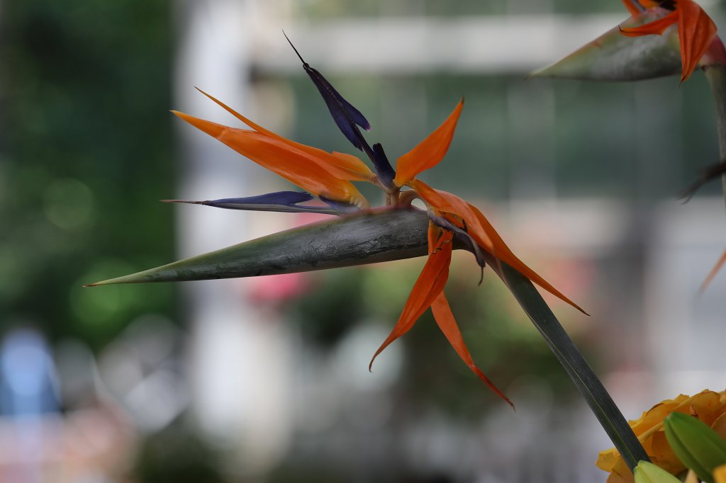 574B4827.JPG -  Strelitzia reginae  ( Paradiesvogelblume )