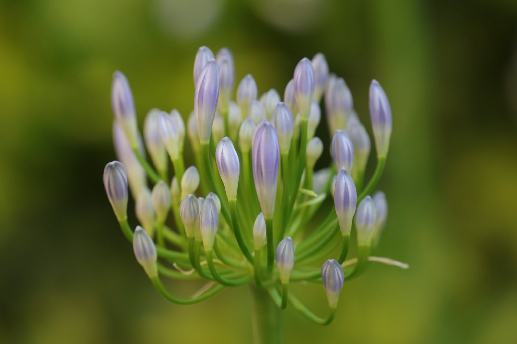574B4831.JPG -  Agapanthus  ( Schmucklilie )