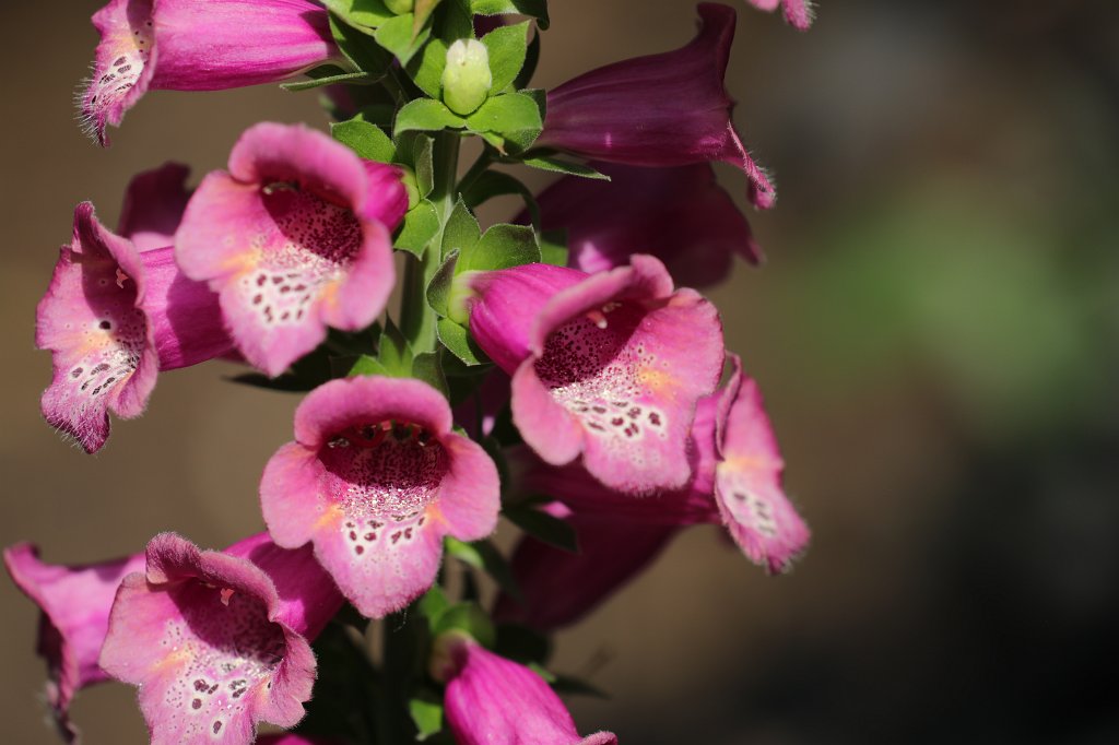 574B4832.JPG -  Digitalis  ( Fingerhut )