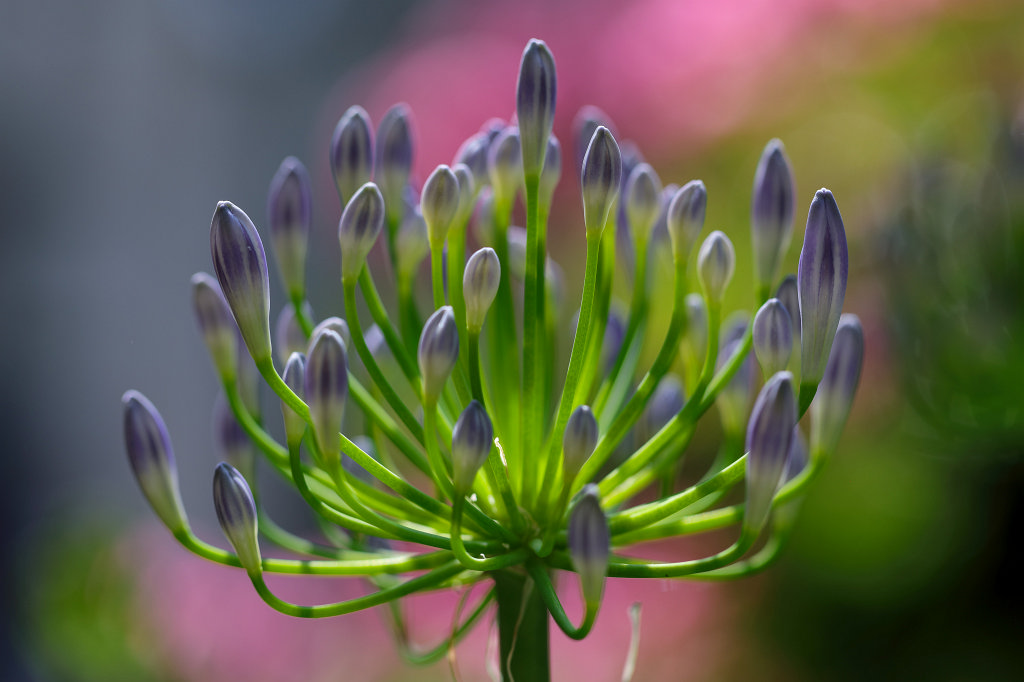 574B4834_c.jpg -  Agapanthus  ( Schmucklilie )