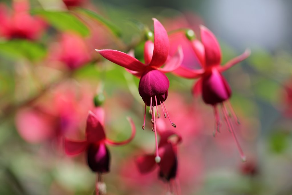 574B4838.JPG -  Fuchsia  ( Fuchsien )