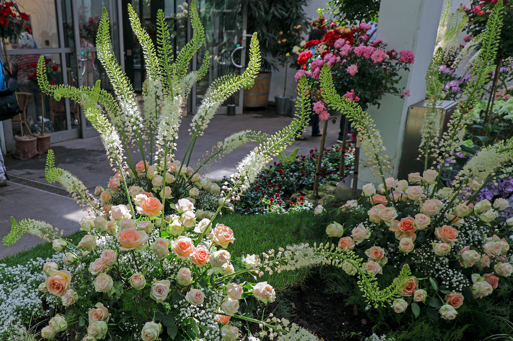 574B4846_c.jpg - Rosen- und Lichterfest im  Palmengarten   Frankfurt 