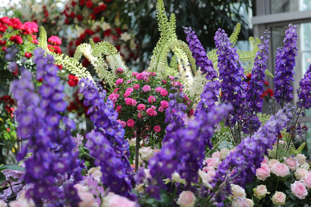 574B4854.JPG - Rosen- und Lichterfest im  Palmengarten   Frankfurt 