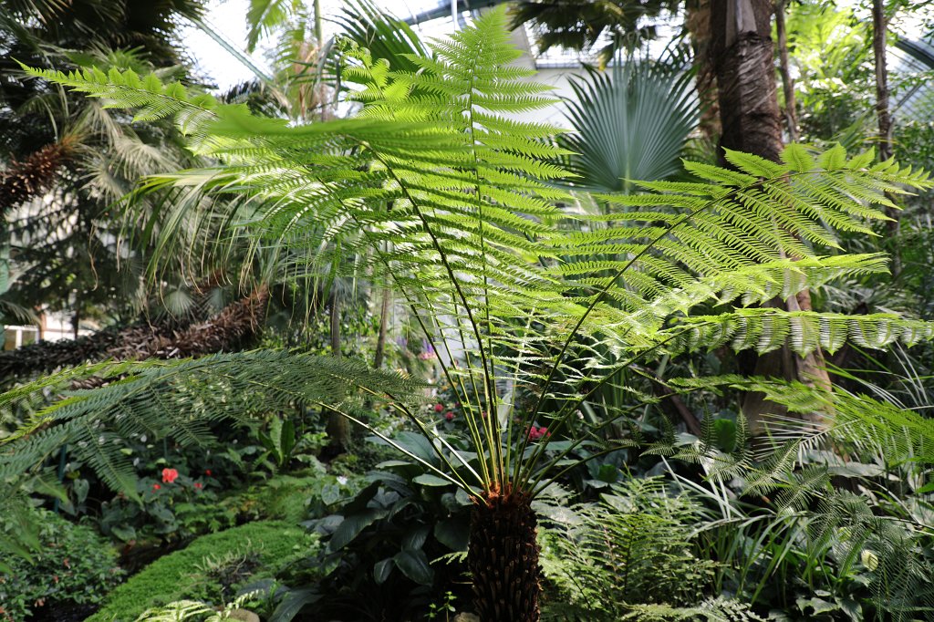 574B4857.JPG -  Fern  ( Farn )