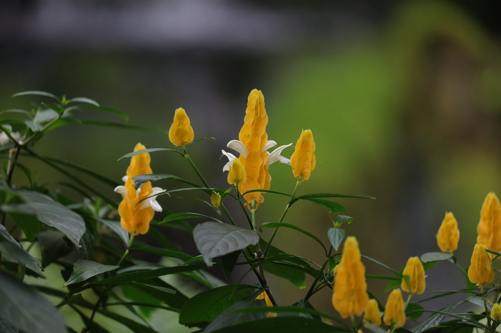 574B4858.JPG -  Lollipop Plant  ( Goldähre ) - Pachystachys lutea