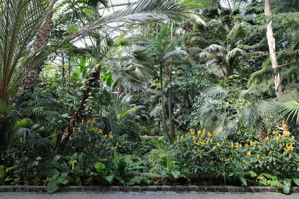 574B4872.JPG - Palmenhaus im  Palmengarten   Frankfurt 